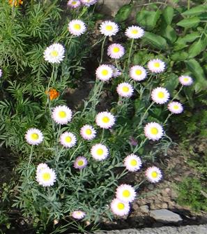 Rhodanthe chlorocephala subsp